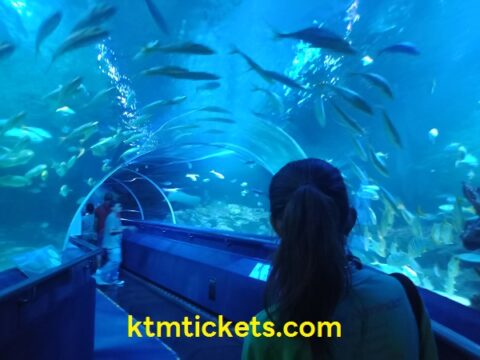 klcc aquarium
